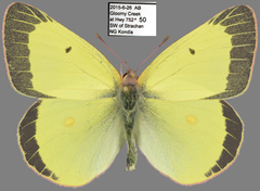 Colias gigantea
