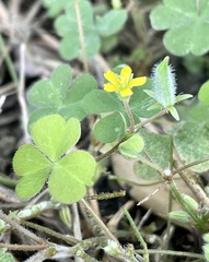 Oxalis corniculata
