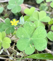 Oxalis corniculata