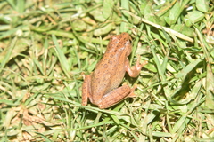 Dendropsophus bogerti