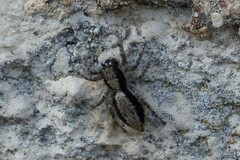 Menemerus taeniatus