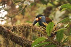 Andigena laminirostris