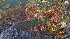 Rhus