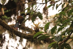 Andigena laminirostris