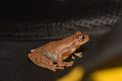 Dendropsophus bogerti