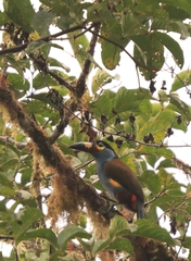 Andigena laminirostris