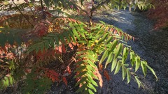 Rhus