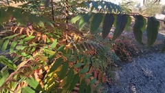 Rhus