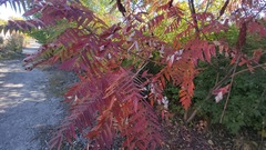 Rhus
