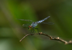 Brachydiplax denticauda