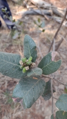 Rhus standleyi