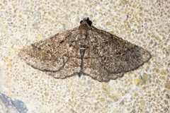 Rhoptria asperaria
