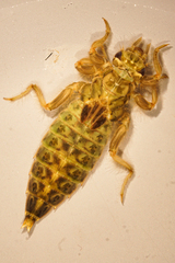 Stylurus