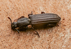 Bothrideridae