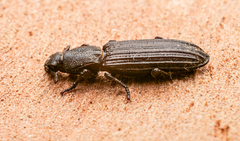 Bothrideridae