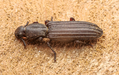 Bothrideridae