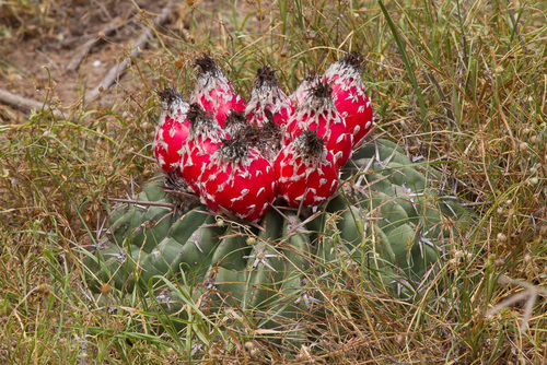 Horse Crippler Cactus