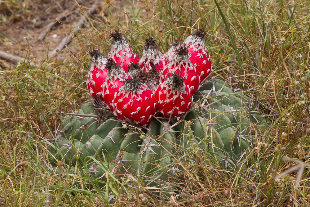 Horse Crippler Cactus (Homalocephala texensis)  iNaturalist
