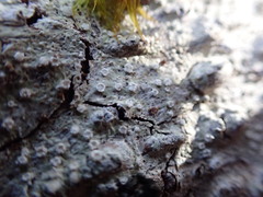 Pertusaria subambigens