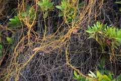 Cassytha filiformis