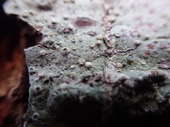 Pertusaria subambigens