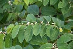 Dalbergia ecastaphyllum