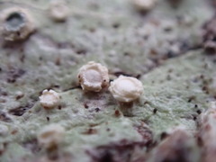 Pertusaria subambigens