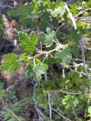 Ribes montigenum