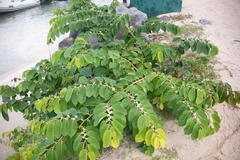 Dalbergia ecastaphyllum