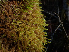 Antitrichia curtipendula