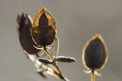 Hypericum hypericoides