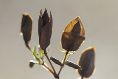 Hypericum hypericoides