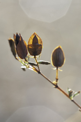 Hypericum hypericoides
