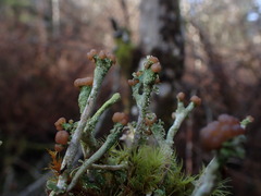 Cladonia verruculosa