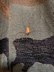 Leiobunum ventricosum