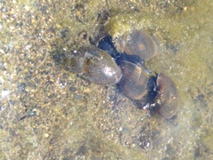 Lymnaeidae