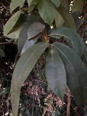 Hydrangea serratifolia