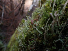 Cladonia verruculosa