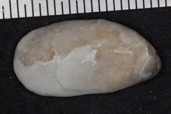 Crepidula onyx