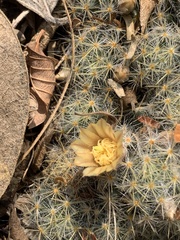 Mammillaria prolifera