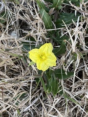 Oenothera humifusa