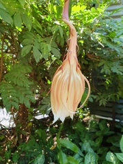 Epiphyllum oxypetalum