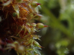 Orthotrichum pulchellum