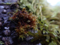 Orthotrichum pulchellum