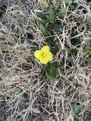 Oenothera humifusa