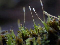 Tetraphis pellucida