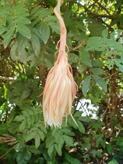 Epiphyllum oxypetalum