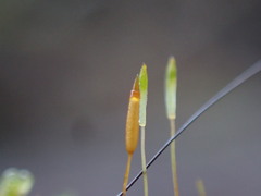Tetraphis pellucida