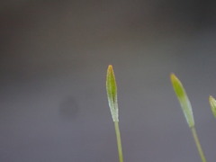 Tetraphis pellucida