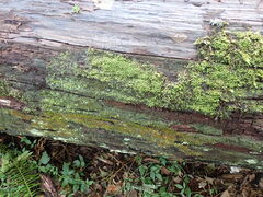 Tetraphis pellucida
